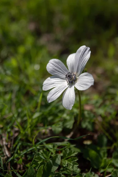 Schöne Wilde Weiße Anemonen Die Waldgebieten Und Offenen Wiesen Israel — Stockfoto