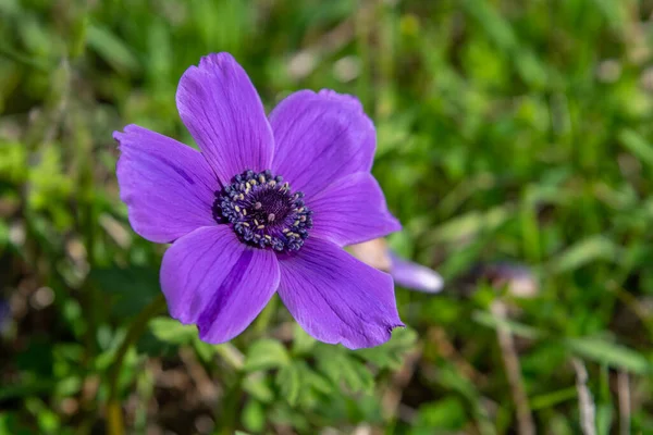 Belles Anémones Violettes Sauvages Poussant Dans Les Zones Boisées Les — Photo