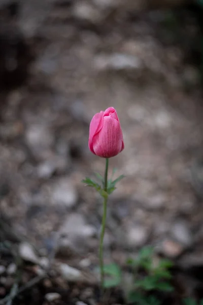 Belles Anémones Roses Sauvages Poussant Dans Les Zones Boisées Les — Photo