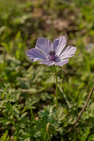 Belles Anémones Violettes Sauvages Poussant Dans Les Zones Boisées Les — Photo