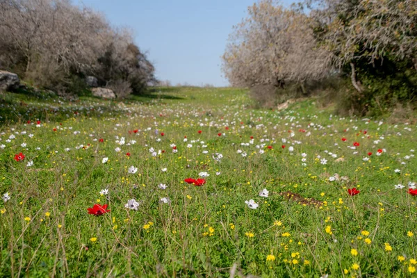 イスラエルのワンオープン草原で育つ美しい野生のカラフルなイソギンチャクや他の花 — ストック写真