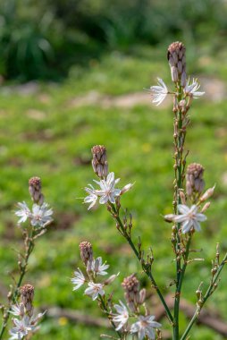 İsrail 'in kuzeyindeki kırsal kesimde vahşi beyaz Asphodel' e yakın.