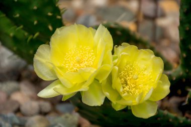 Güzel, sarı kaktüs çiçeği birinin bahçesinde yetişiyor.
