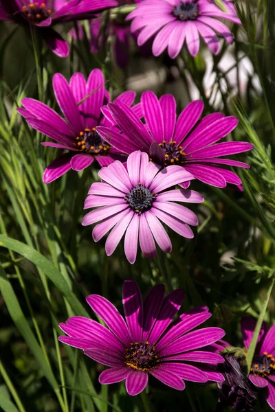 Belles Marguerites Roses Dans Jardin Quelqu Kiryat Tivon Dans Nord — Photo