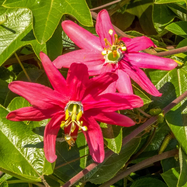 Close Passionflower Vermelho Com Uma Abelha Mel Mendocino Califórnia — Fotografia de Stock