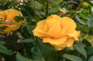 İsrail 'de yeşil arka planı bulanık güzel sarı bir gül.