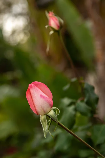 Bela Rosa Solteira Com Verde Natural Desfocado Fundo Israel — Fotografia de Stock