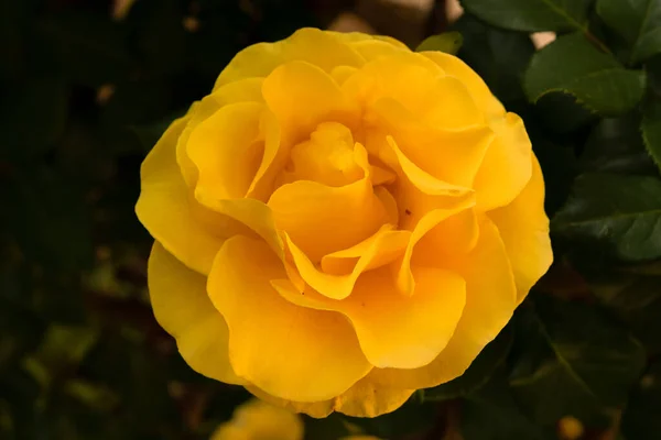 Belle Rose Jaune Simple Avec Fond Vert Naturel Flou Israël — Photo