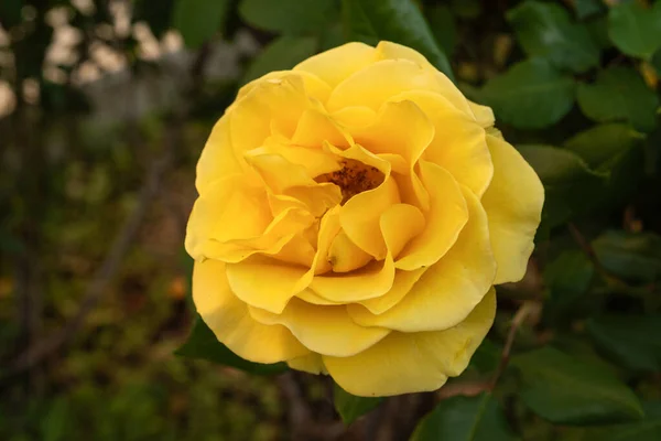 Единственная Желтая Роза Естественном Зеленом Размытом Фоне Израиле — стоковое фото