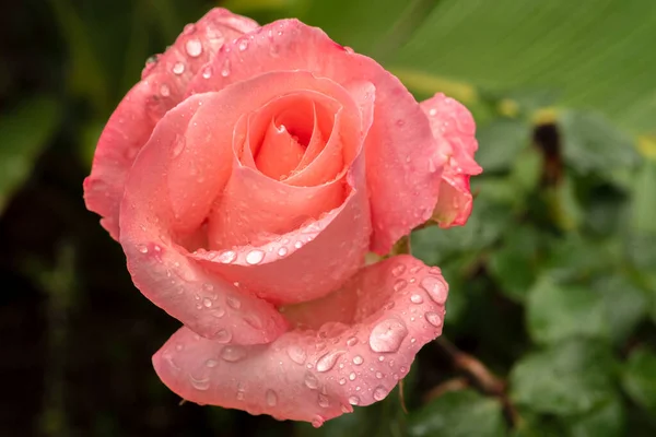 Bela Rosa Salmão Colorido Único Com Fundo Desfocado Verde Natural — Fotografia de Stock