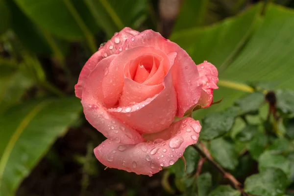 Bela Rosa Salmão Colorido Único Com Fundo Desfocado Verde Natural — Fotografia de Stock