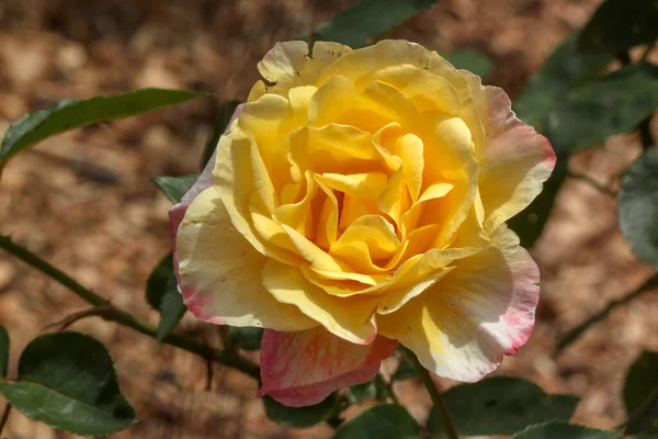 Единственная Желтая Роза Естественном Зеленом Размытом Фоне Израиле — стоковое фото