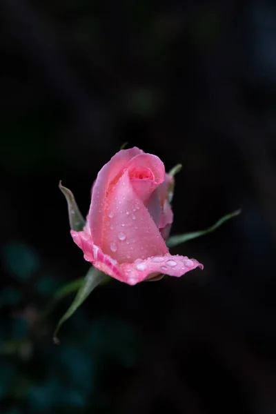 Beau Bouton Rose Simple Avec Fond Vert Naturel Flou Israël — Photo