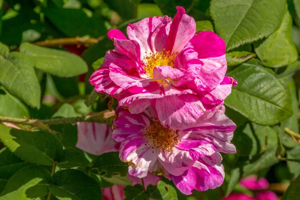 Belle Rose Simple Rose Avec Fond Vert Naturel Flou Israël — Photo