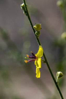 Kuzey İsrail 'deki Verbascum sinuatum bilimsel adı olan Wavyleaf mullien' in güzel, narin, sarı çiçeklerine yakın durun..