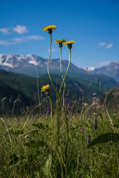 As flores montanhosas — Fotografia de Stock