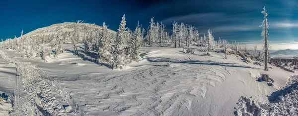 Siberian winter — Stock Photo, Image