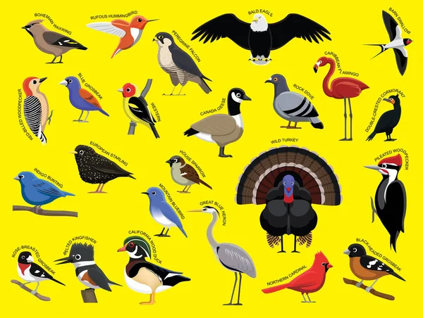 Amerykańskie Ptaki Nazwą Zestaw Znaków Kreskówki — Wektor stockowy