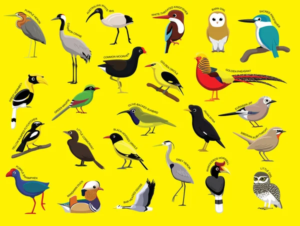 Asiatiska Fåglar Med Namn Tecknad Teckenuppsättning — Stock vektor