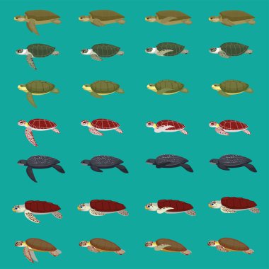 Sea Tutle Various Species Animal Animation Vector Frame clipart