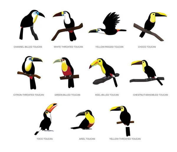 Různé Toucan Set Cartoon Vector Illustration — Stockový vektor