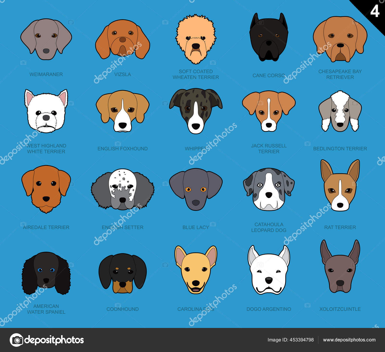 Latin American Dogs Size Comparison Set Cartoon Vector