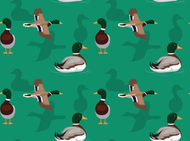 Ördek Mallard Uçan Poz Arkaplanı Kusursuz Duvar Kağıdı