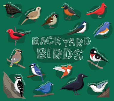 Backyard Birds Cartoon Vector Illustration clipart