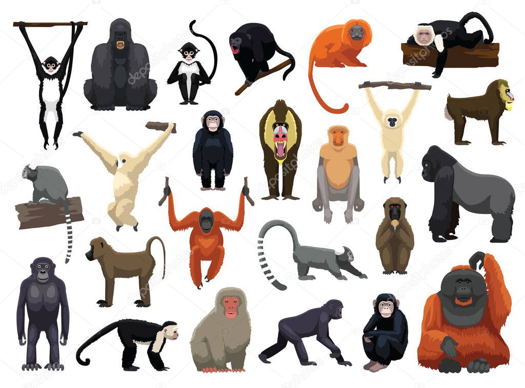 Various Monkey Poses Vector Illustration