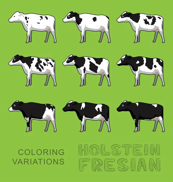 Holstein Fresian Cow Coloring Variations Vector Illustration — Stock Vector