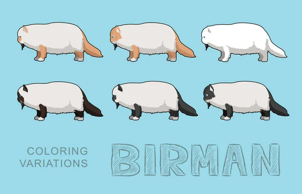 Cat Birman Coloring Variations Vector Illustration — Stock Vector