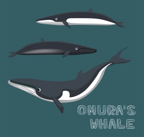 ภาพเวกเตอร การ นปลาวาฬของ Omura — ภาพเวกเตอร์สต็อก