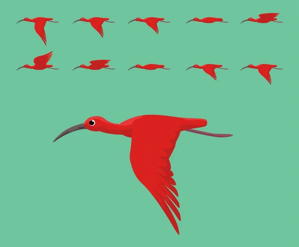 Animação Pássaro Escarlate Ibis Voando Bonito Cartoon Vector Ilustração —  Vetores de Stock