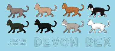 Cat Devon Rex Renk Çeşitlemesi Vektör İllüstrasyonu