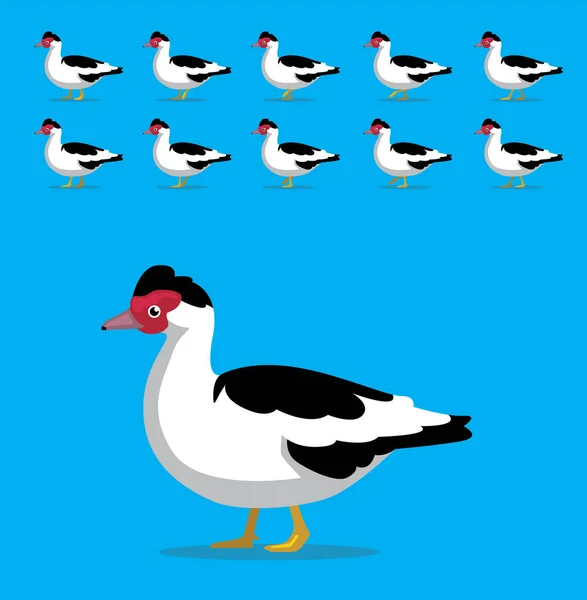 Sequência Animação Animal Muscovy Duck Cartoon Vector — Vetor de Stock