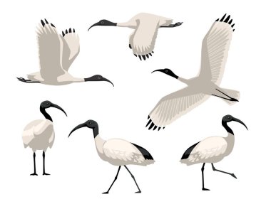 Avustralyalı Beyaz Ibis Kuş Çeşitli Pozisyonlar Çizgi Film Vektör Karakteri