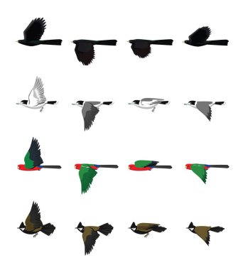 Bird Flying Australia Koel Butcherbird Parrot Whipbird Set Cartoon Vector