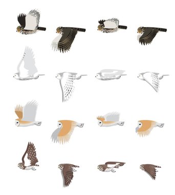 Various Owl Flying Set Animation Cartoon Vector