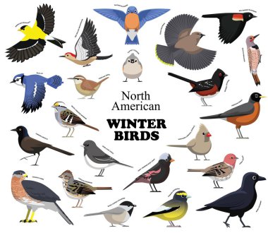 North American Winter Birds Set Vector Collection