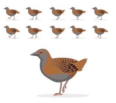 Weka Kuş Hayvan Animasyon Dizisi Yürüyen Çizgi Film Vektörü