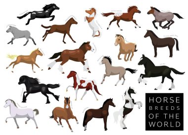 Dünya Set Çizgi Filmi Vektör Karakterinin At Türleri