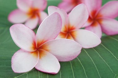 Plumeria