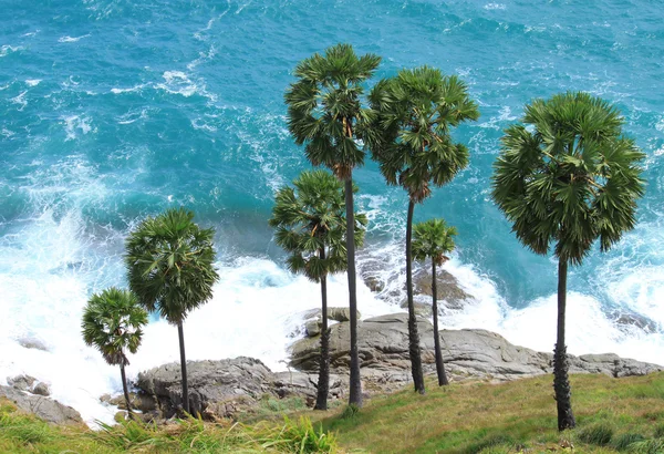 Mar y árbol —  Fotos de Stock