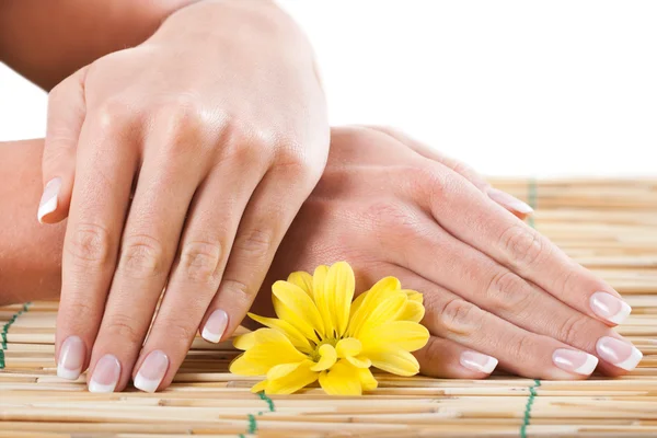 Close up de mãos femininas segurando flor — Fotografia de Stock