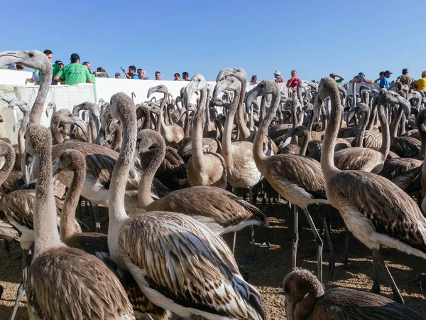 Fuente de Piedra Gölü 'ndeki zil sesinde pembe flamingo tavukları.