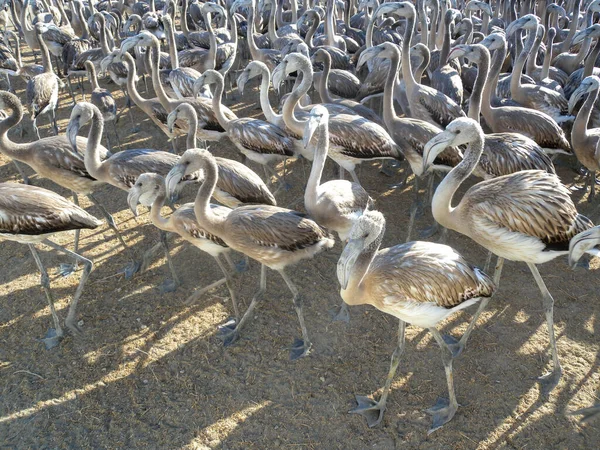 Pollos Flamenco Rosados Durante Zumbido Lago Fuente Piedra — Foto de Stock