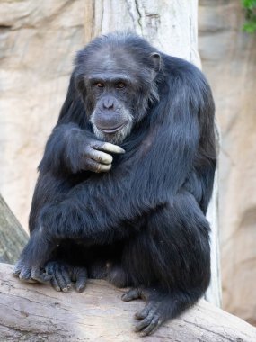 Bagajda oturan yetişkin şempanze.