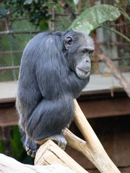 Erwachsener Schimpanse Sitzt Auf Dem Rüssel — Stockfoto