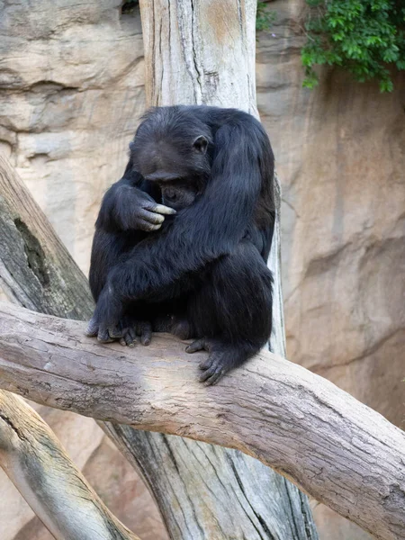 Erwachsener Schimpanse Sitzt Auf Dem Rüssel — Stockfoto