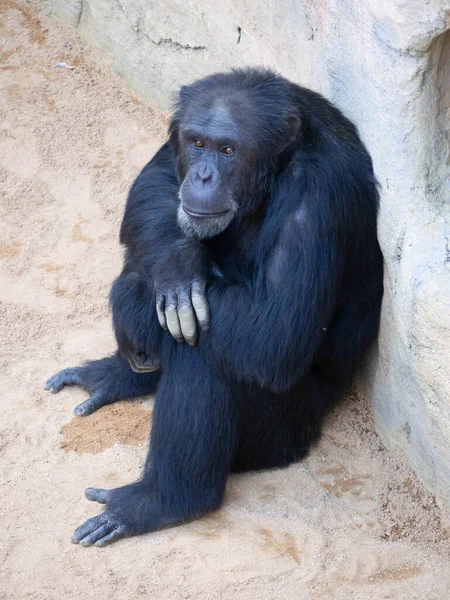 Ausgewachsener Schimpanse Sitzt Auf Dem Boden — Stockfoto